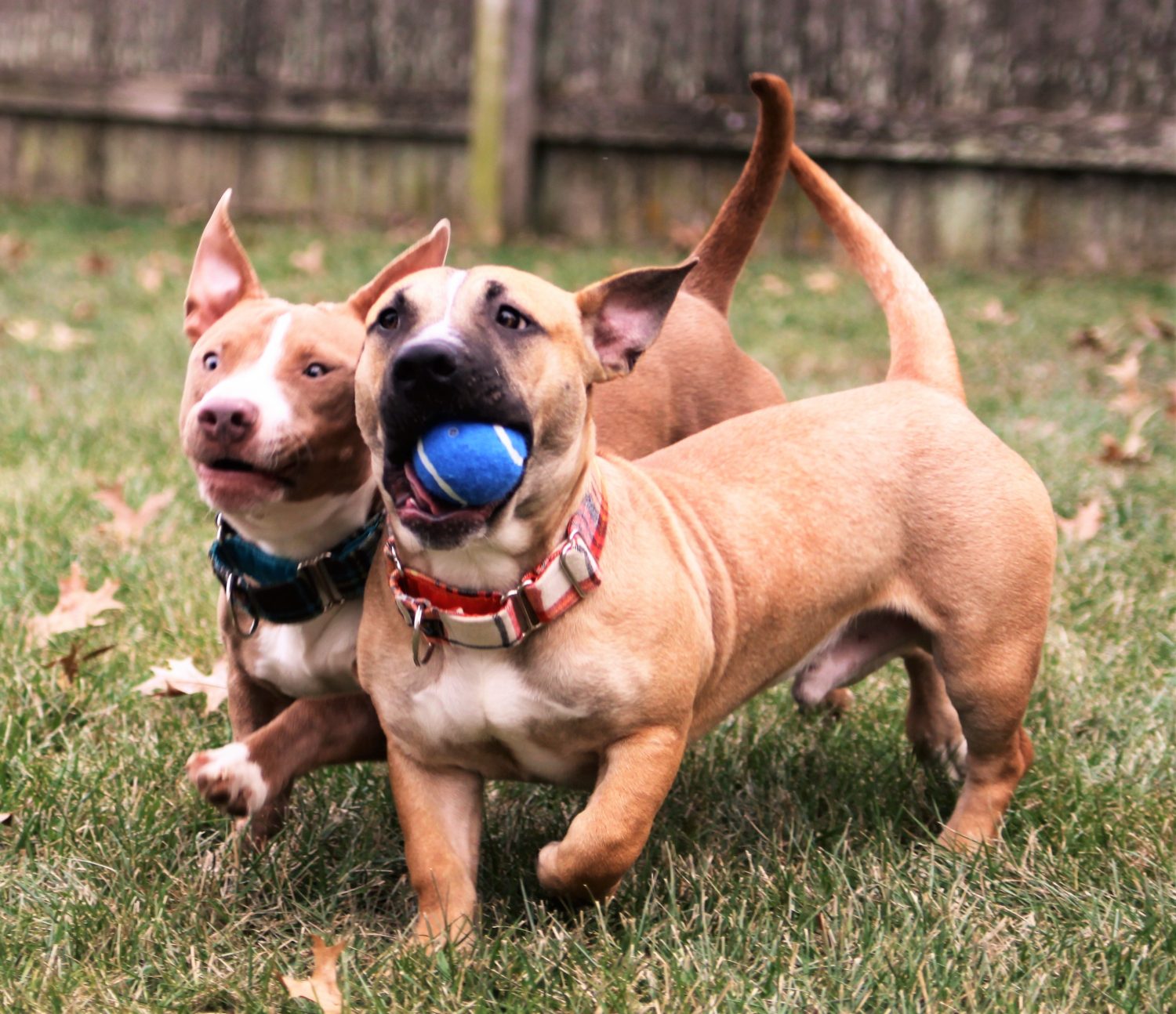 Pitbull store with dachshund