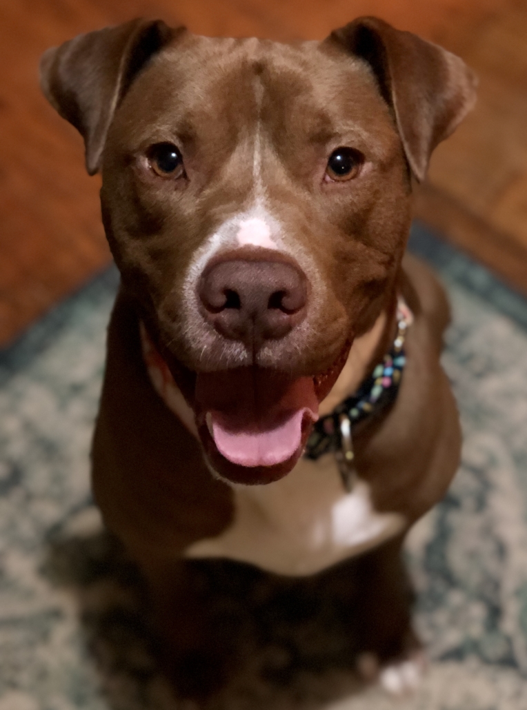 Adoptable Dogs - Mid-America Bully Breed Rescue