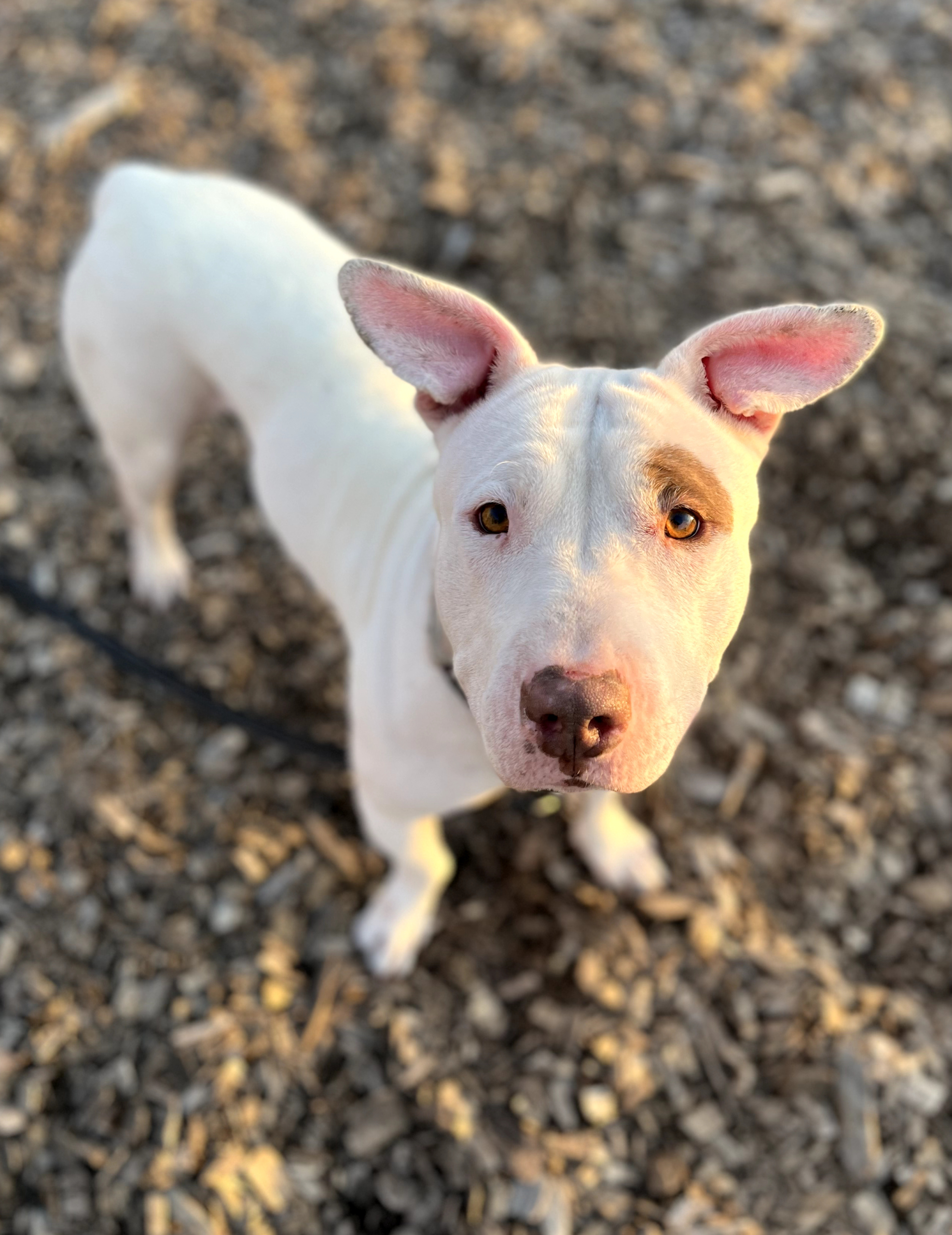 pitbull mix with bull terrier