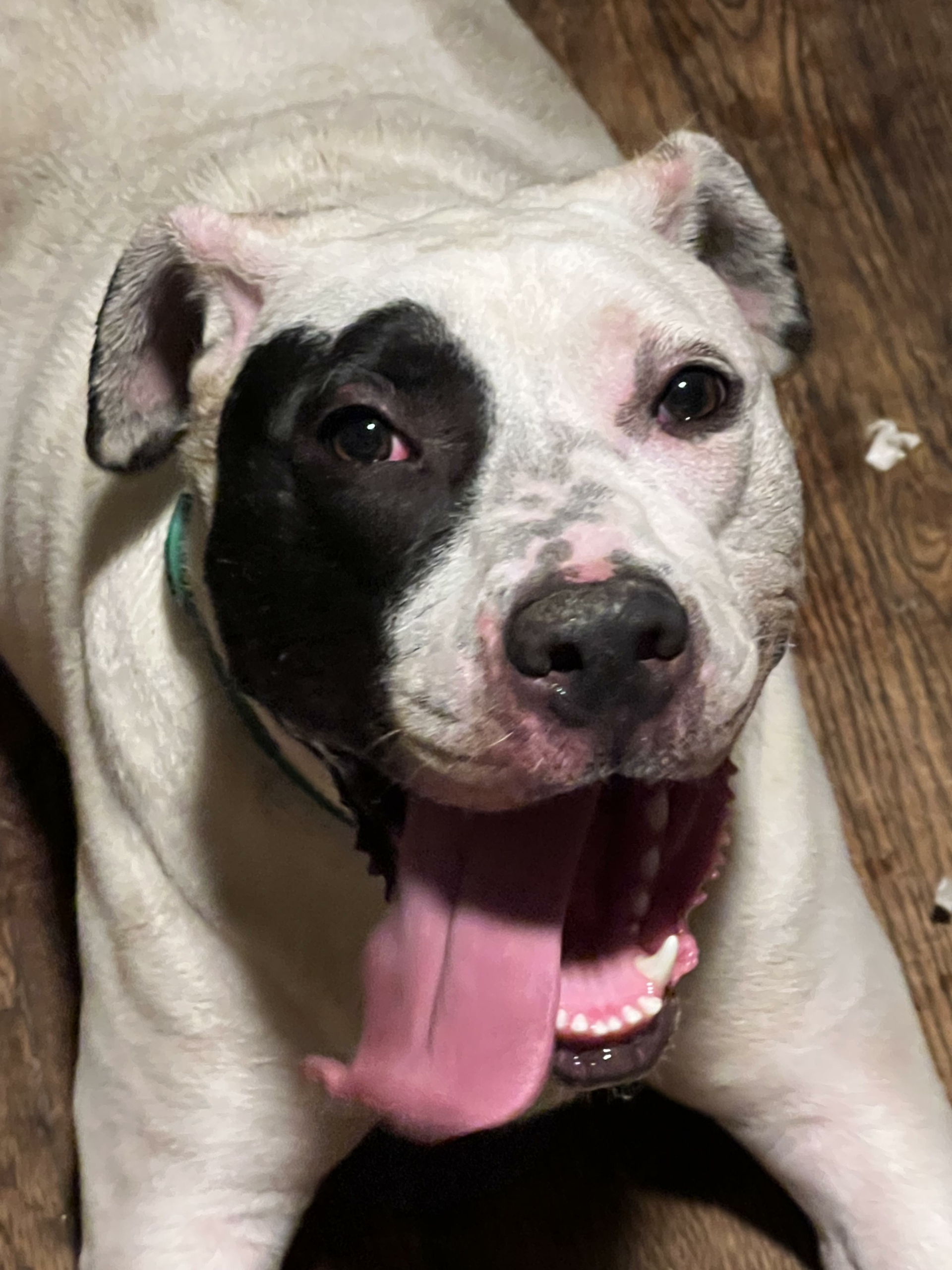 Adoptable Dogs - Mid-America Bully Breed Rescue