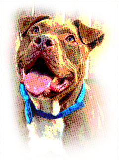 american pit bull terrier info