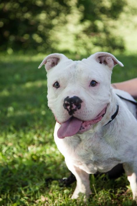 Pit bull/American Bulldog - Bruce - Mid-America Bully Breed Rescue