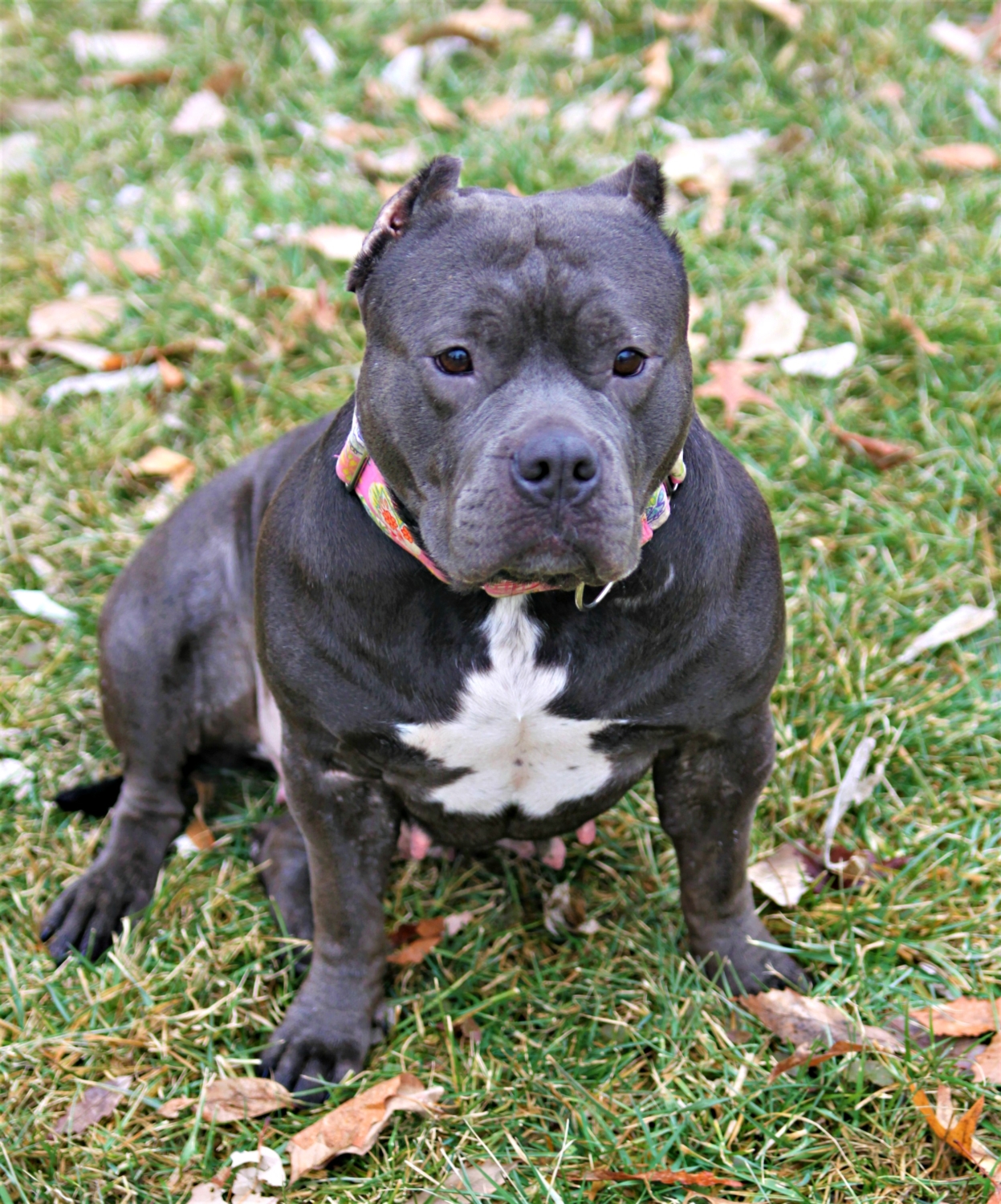 Pit Bull - Charlotte - Mid-America Bully Breed Rescue