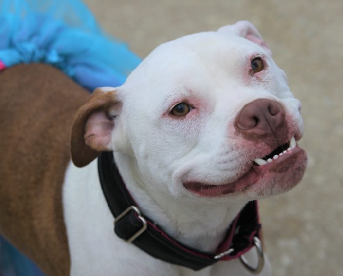 Pit bull/American bulldog mix - Cherokee - Mid-America Bully Breed Rescue