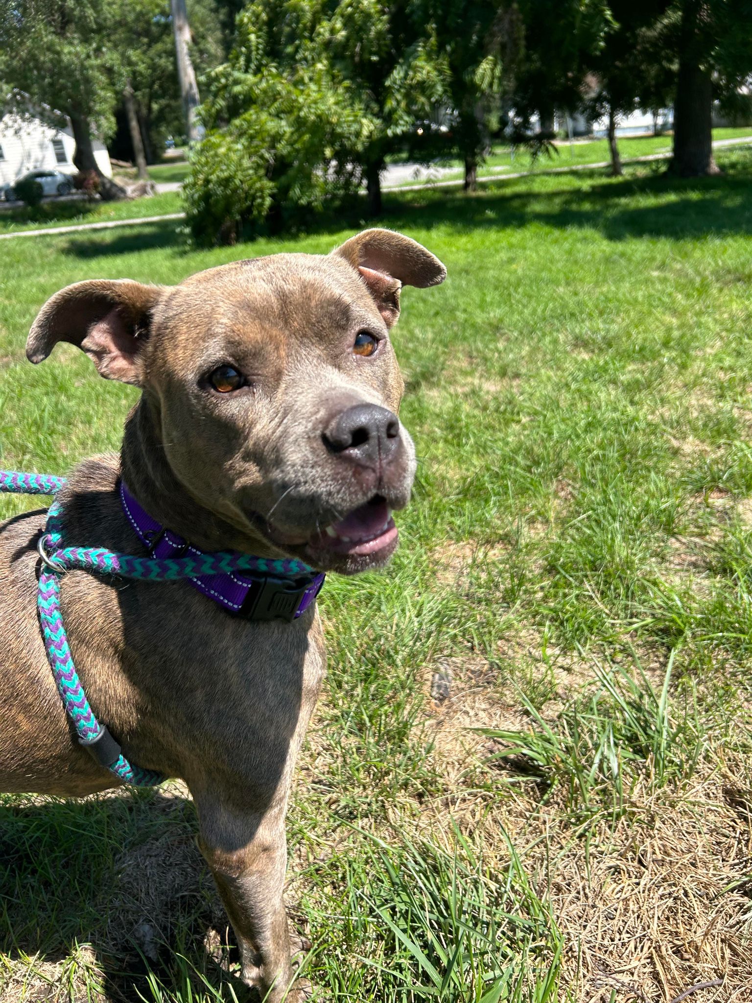 Adoptable Dogs Mid America Bully Breed Rescue   Evie 1 