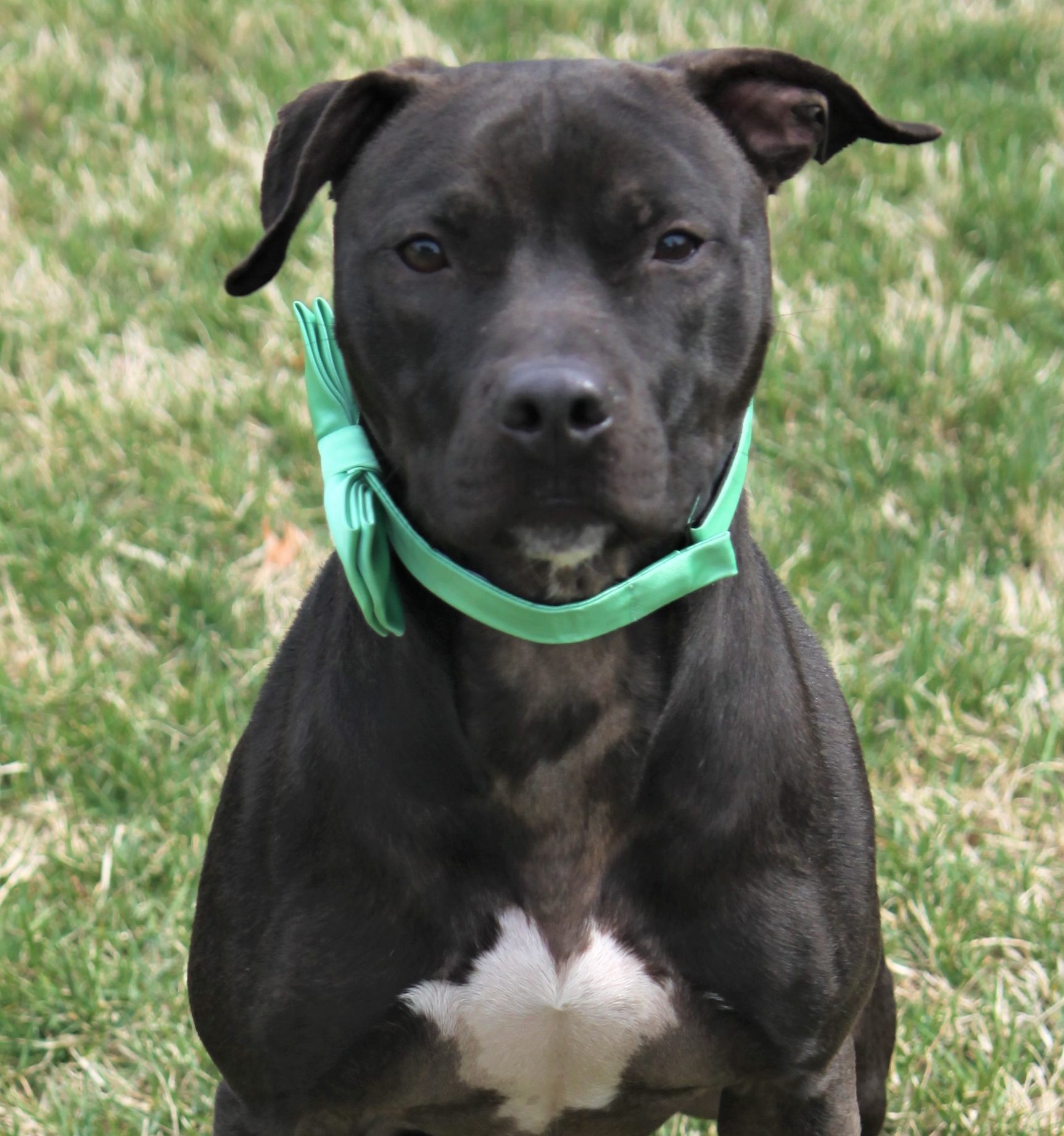 Pit Bull Mix - Fritz - Mid-america Bully Breed Rescue