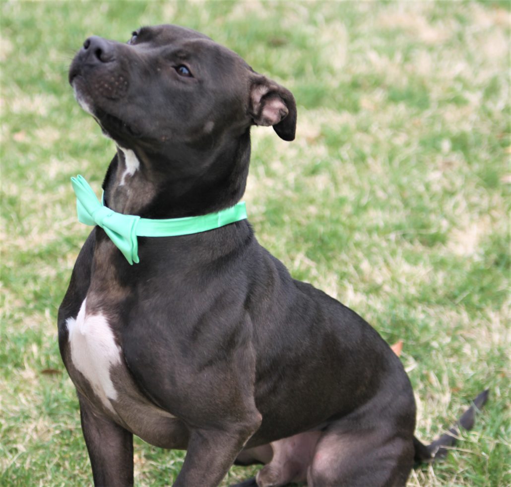 Pit Bull mix - Fritz - Mid-America Bully Breed Rescue