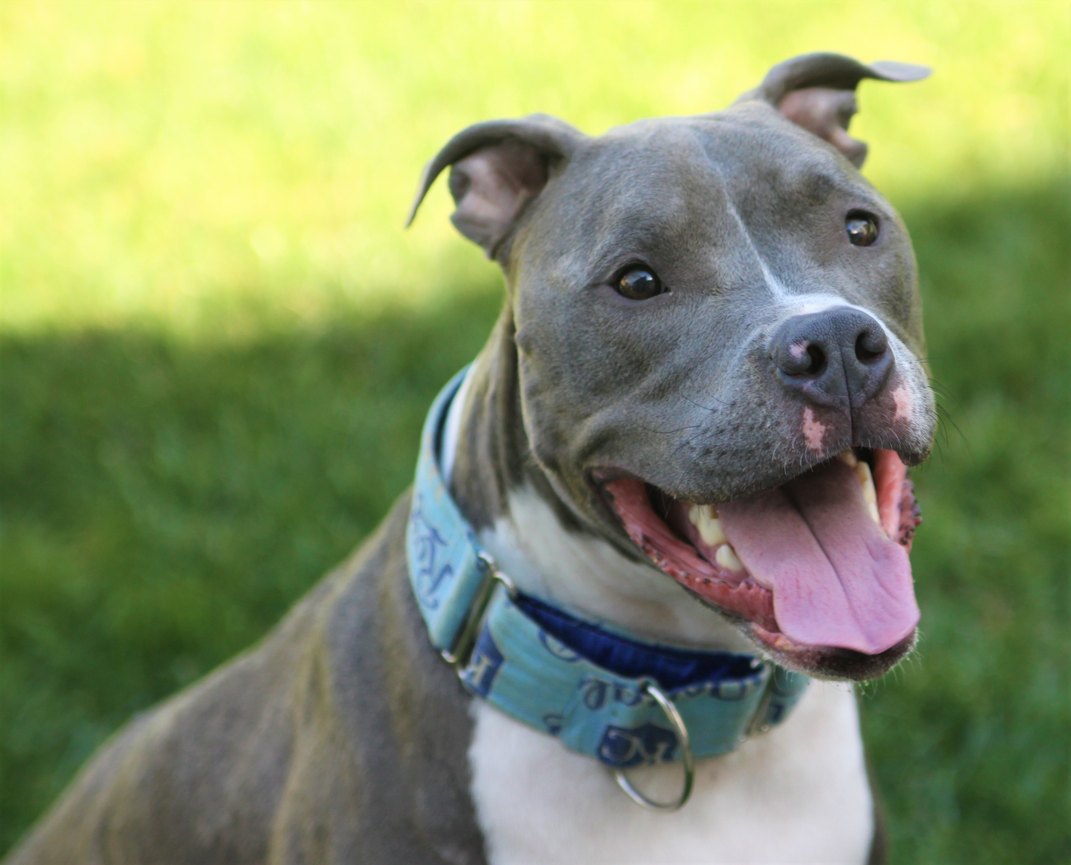 Pit Bull - Hosmer - Mid-America Bully Breed Rescue