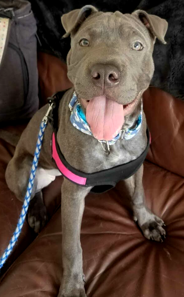 Pit Bull/Shar Pei mix - Kira - Mid-America Bully Breed Rescue