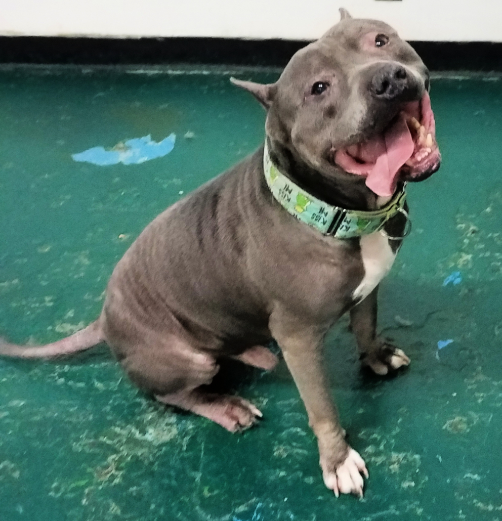 Pit bull - Malcolm - Mid-America Bully Breed Rescue