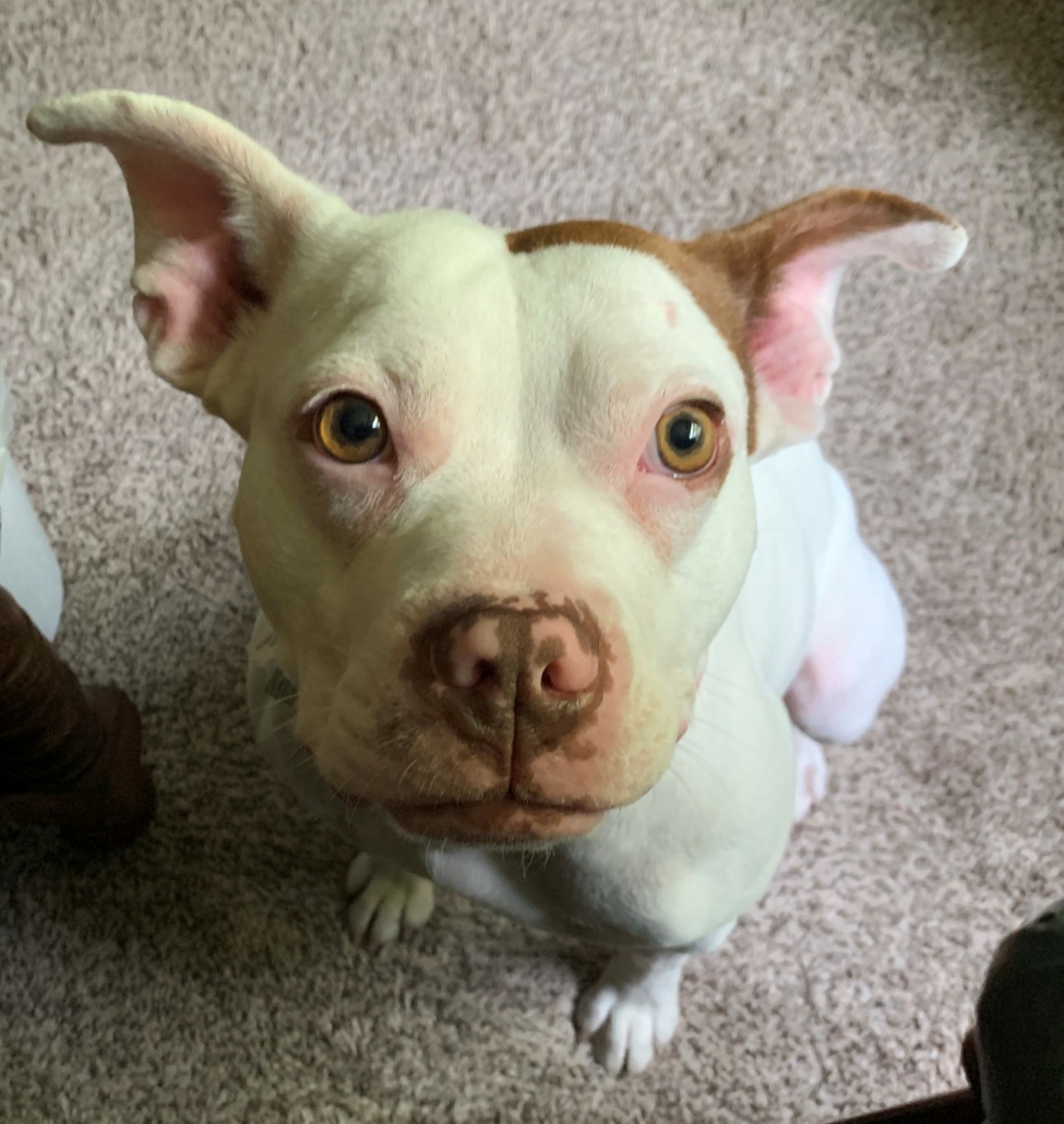 Adoptable Dogs - Mid-America Bully Breed Rescue