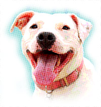 pit bull breed information