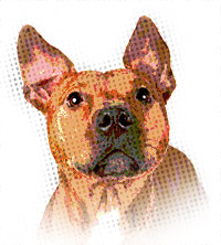 Pit Bull Breed Information