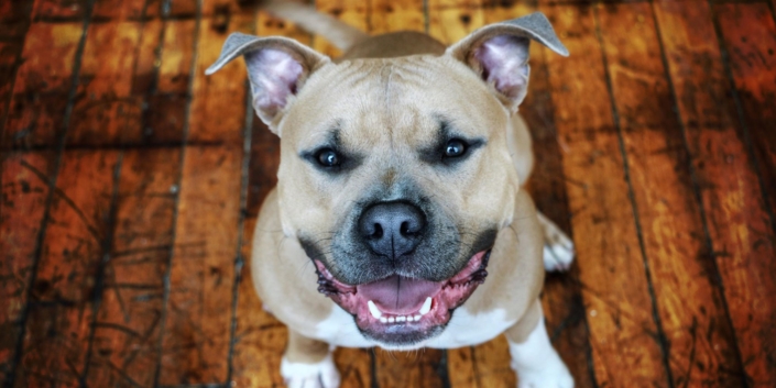 pitbulls-smiling-today-main-013120_2213d333443b85e8657e1061269c67ad.fit-2000w