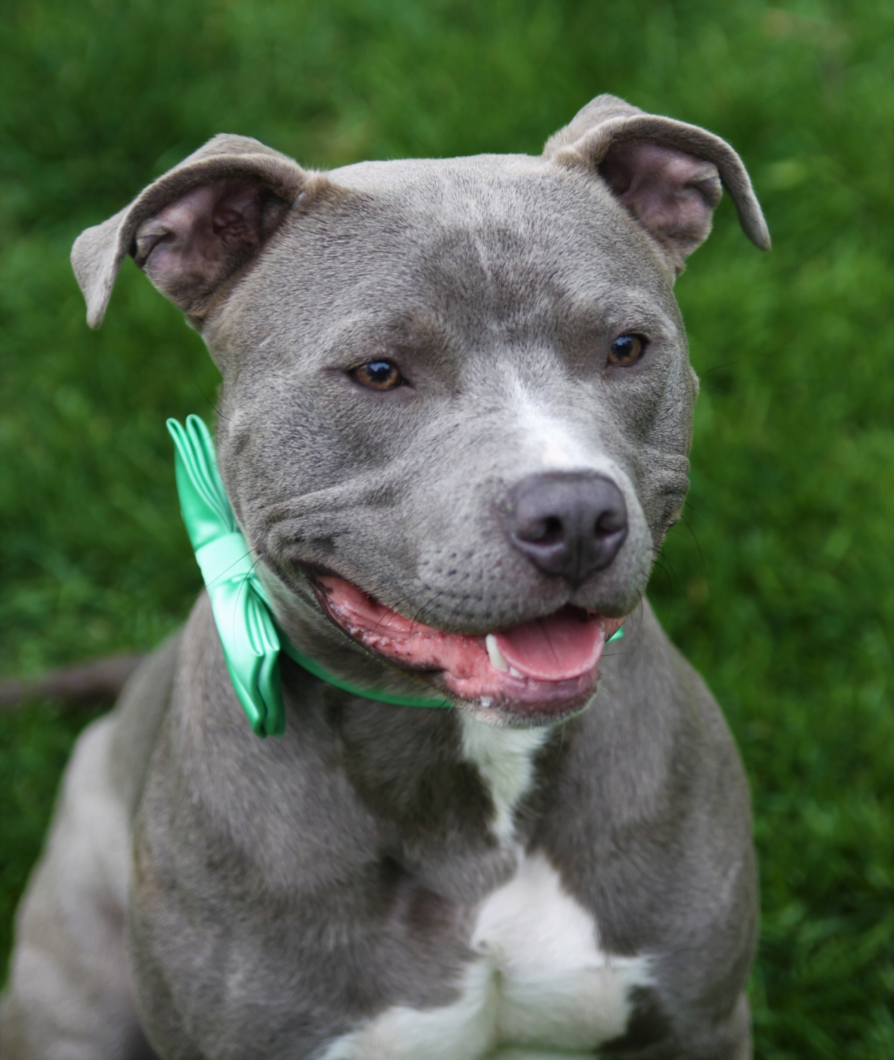 Pit Bull - Porter - Mid-America Bully Breed Rescue