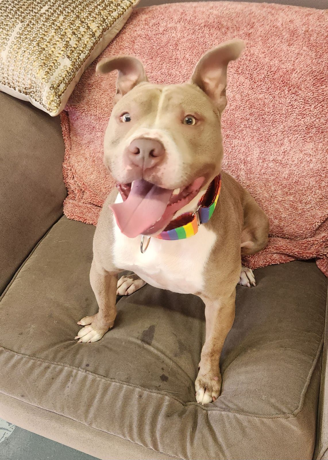 Pit bull - Raleigh - Mid-America Bully Breed Rescue