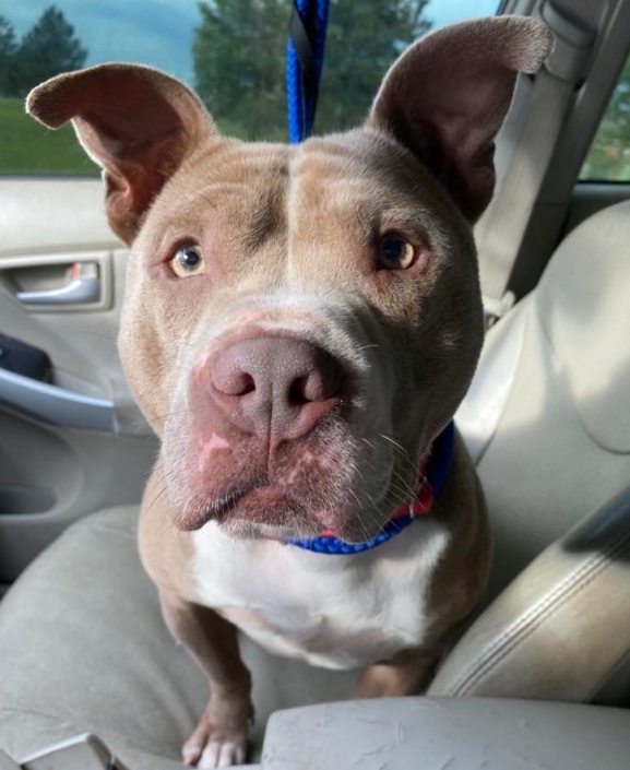 Pit bull - Raleigh - Mid-America Bully Breed Rescue