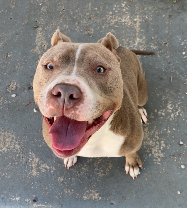 Pit bull - Raleigh - Mid-America Bully Breed Rescue