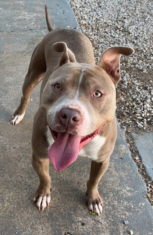 Adoptable Dogs - Mid-America Bully Breed Rescue